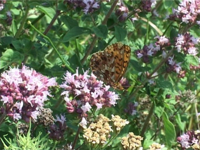 Magerrasen-Perlmutterfalter ( Boloria dia ), Flügelunterseite : Kaiserstuhl, 14.07.2006